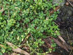 Sedum bulbiferum Makino resmi