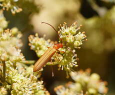 Image of Stenoderus concolor MacLeay 1826