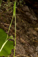 Image of upland bentgrass