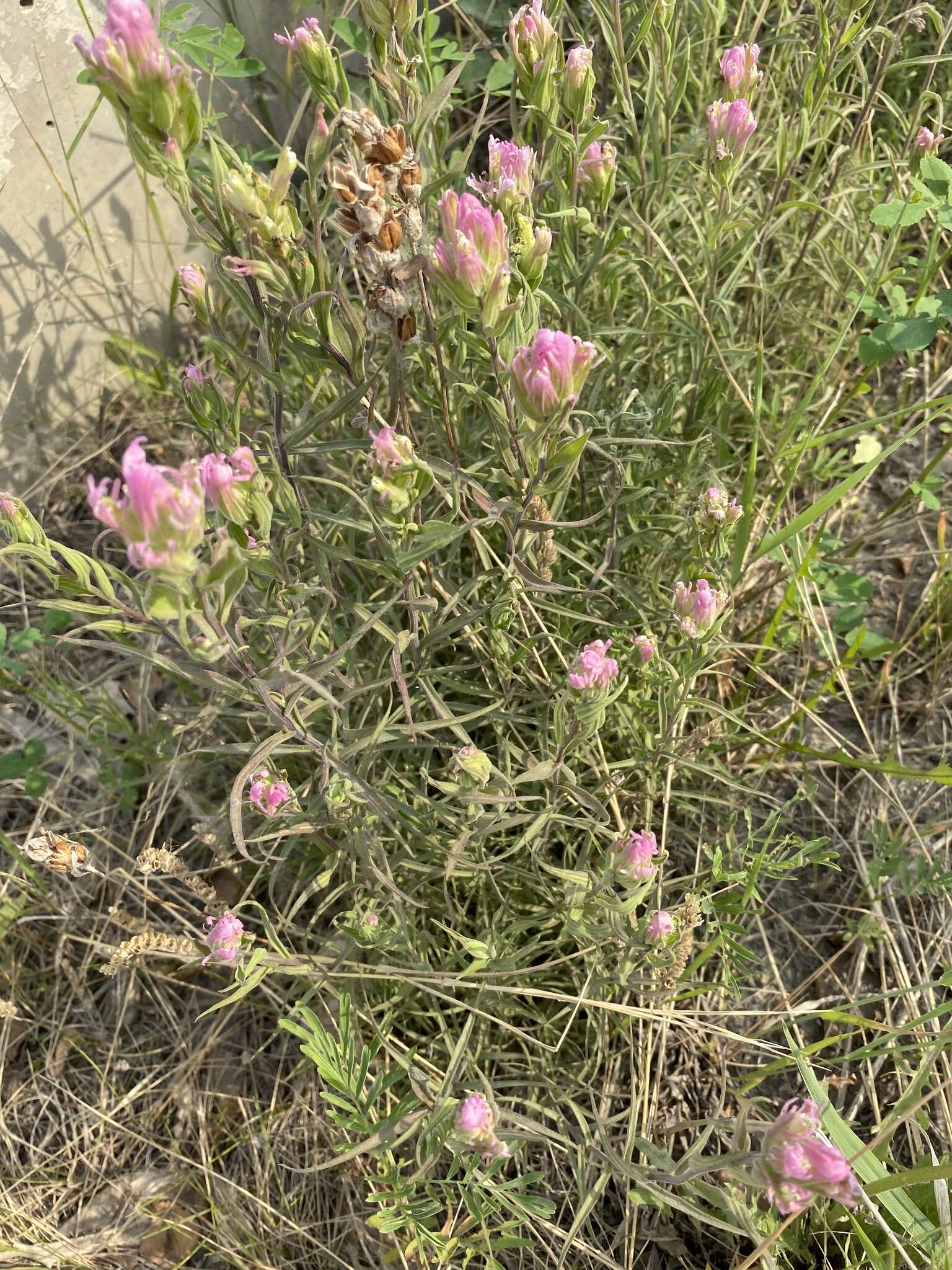 Castilleja rubra (Drob.) Rebr. resmi