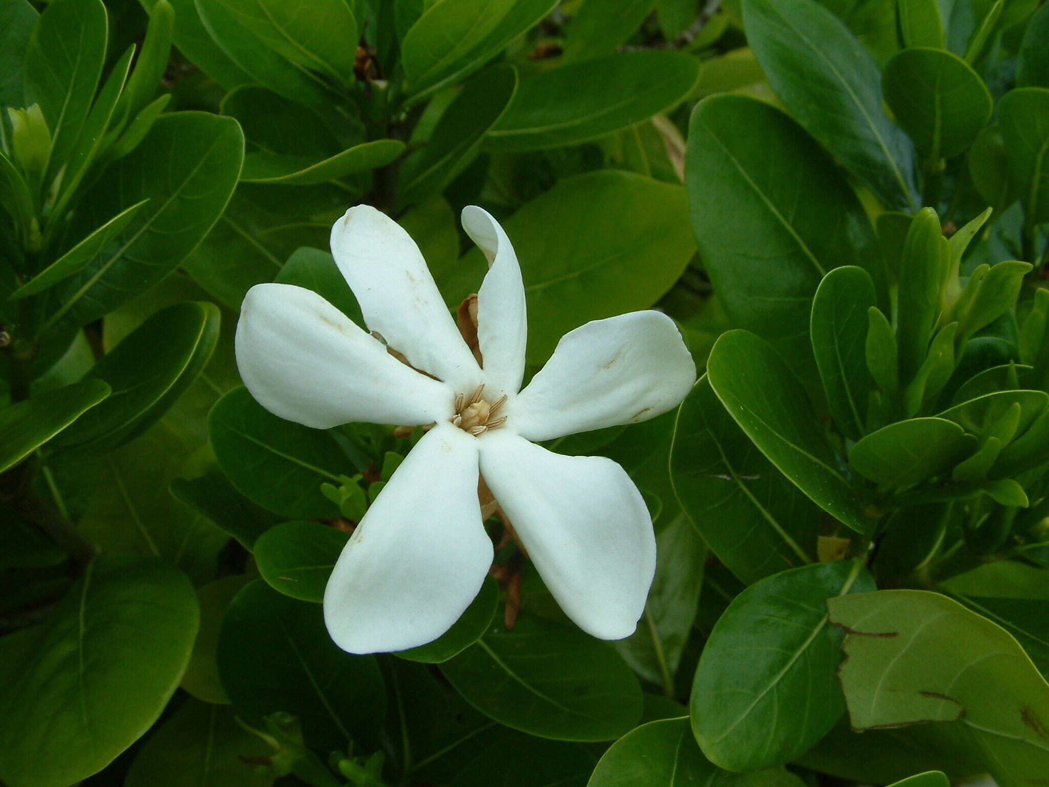 Image de Tiaré tahiti