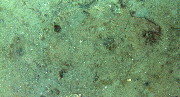 Image of Spotfin Flounder