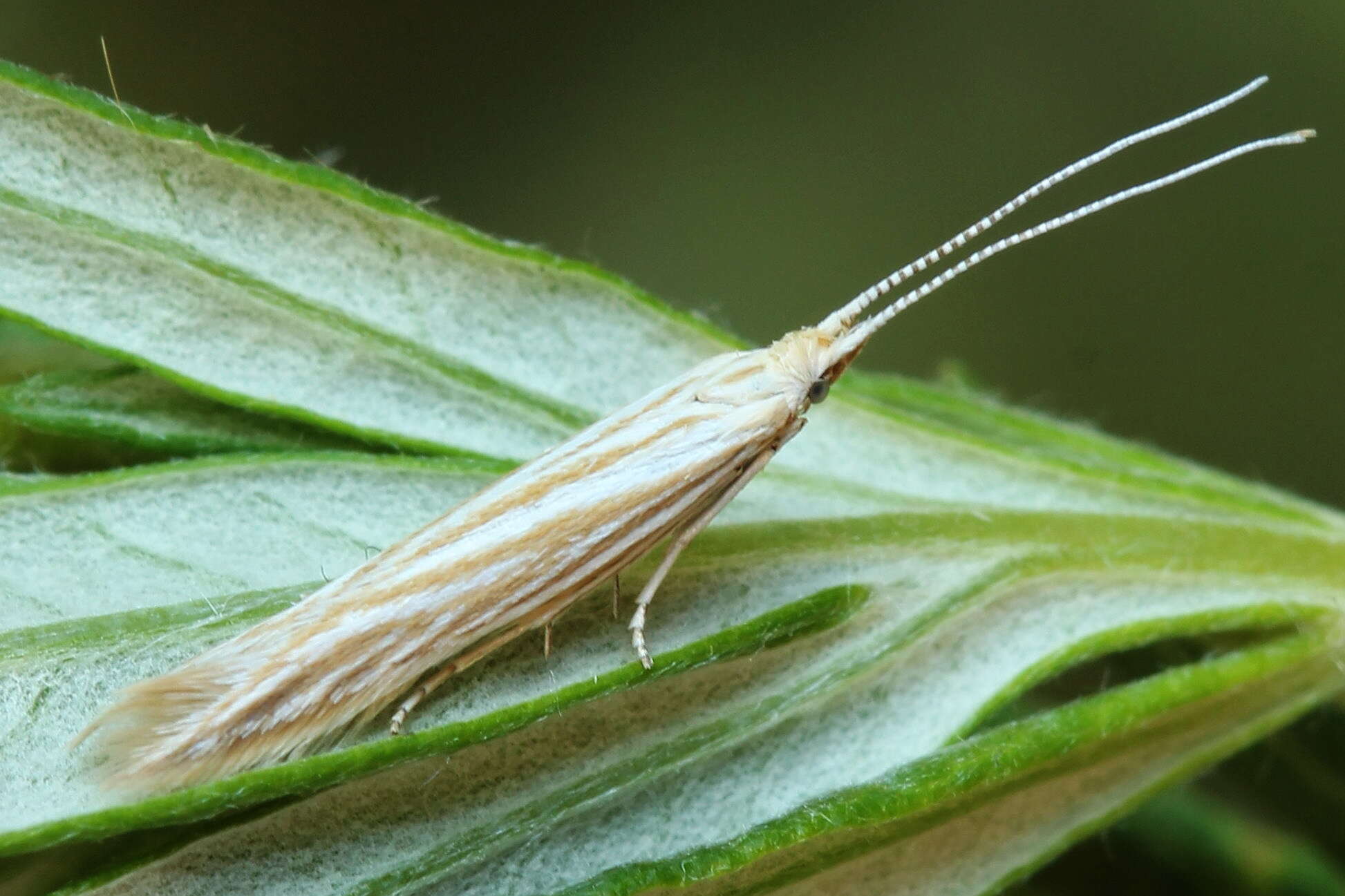 Imagem de Coleophora trochilella Duponchel 1842