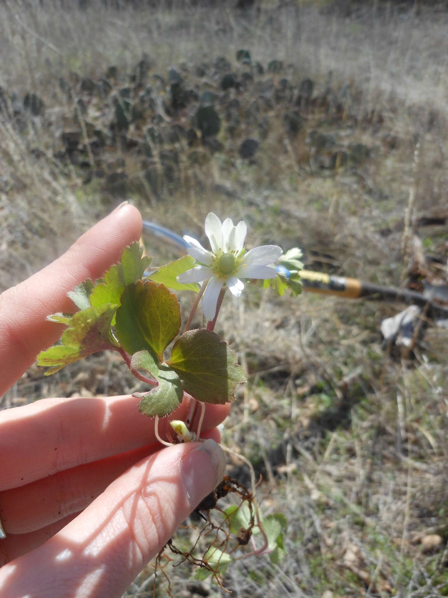 Anemone berlandieri Pritz. resmi