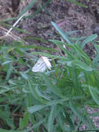 Image of Chestnut-marked Pondweed Moth