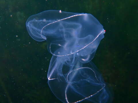 Image of common northern comb jelly