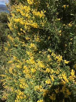 Image of leafy broom