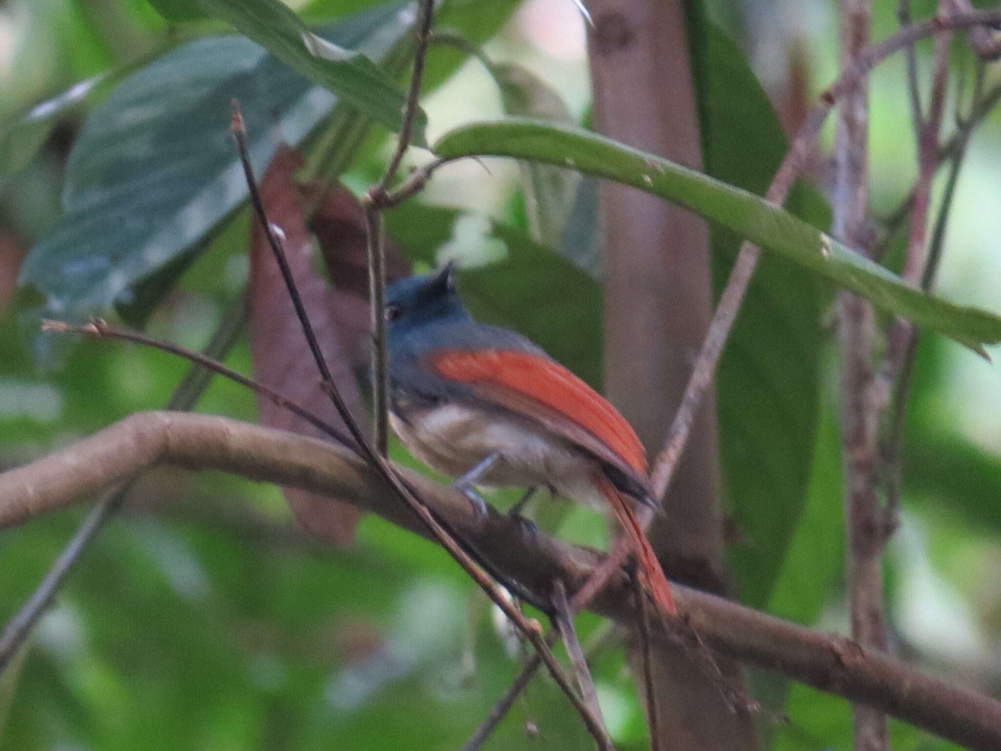 Philentoma pyrhoptera (Temminck 1836)的圖片