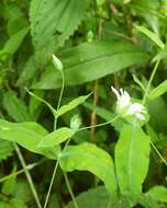 Image of Cerastium davuricum Fischer