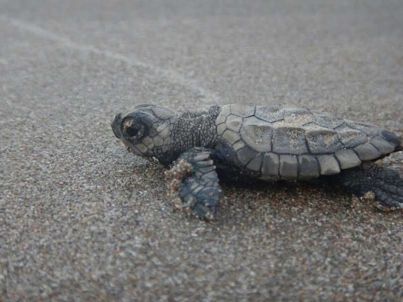 Image of Ridley sea turtles