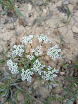 Image of Bunium pachypodum P. W. Ball