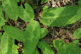 Image of Saussurea umbrosa Kom.