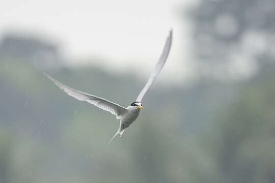 Image of Little Tern