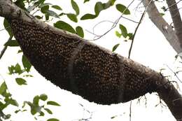 Image of Giant honey bee