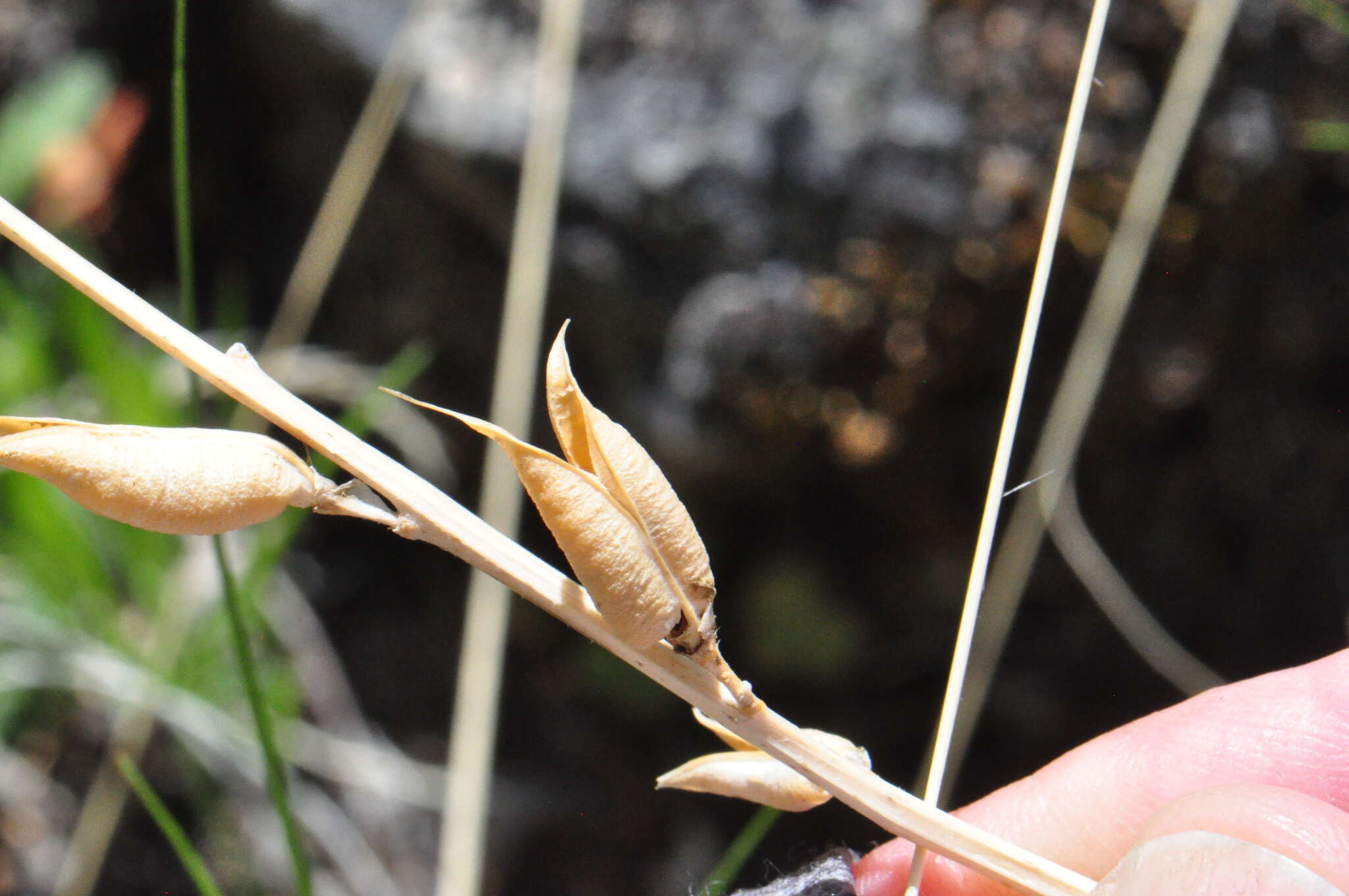 صورة Astragalus conjunctus S. Wats.