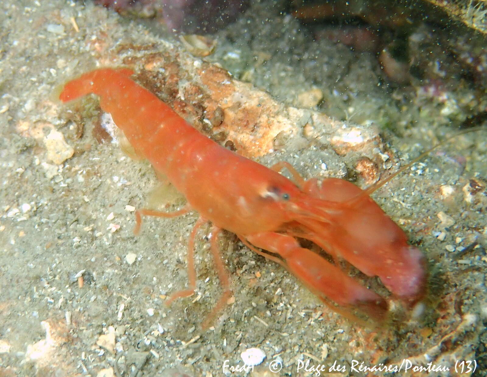 Image of European big-claw snapping prawn