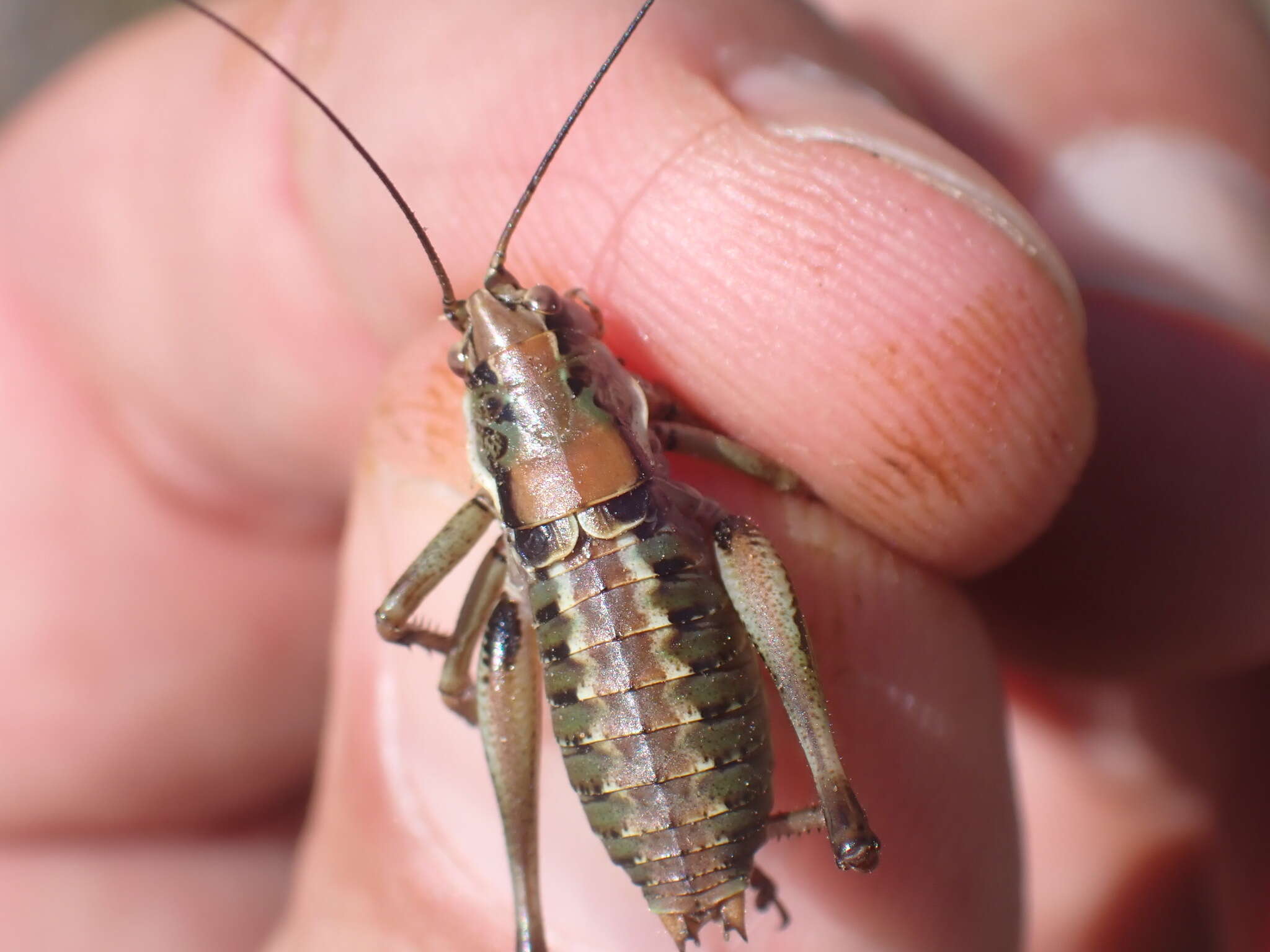 Image of Antaxius (Chopardius) hispanicus Bolívar & I. 1884