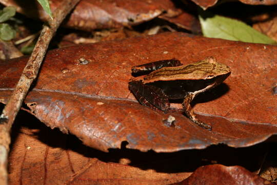 Image de Mantidactylus opiparis (Peracca 1893)