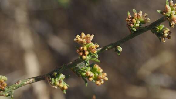 Image of Ambrosia salsola var. salsola