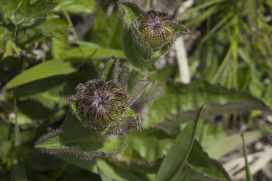 Слика од Hypochaeris ciliata (Thunb.) Makino