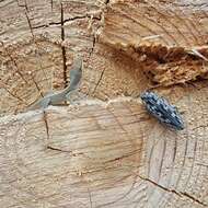 Image of Sculptured Pine Borer