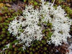 Cladonia arbuscula subsp. mitis (Sandst.) Ruoss resmi