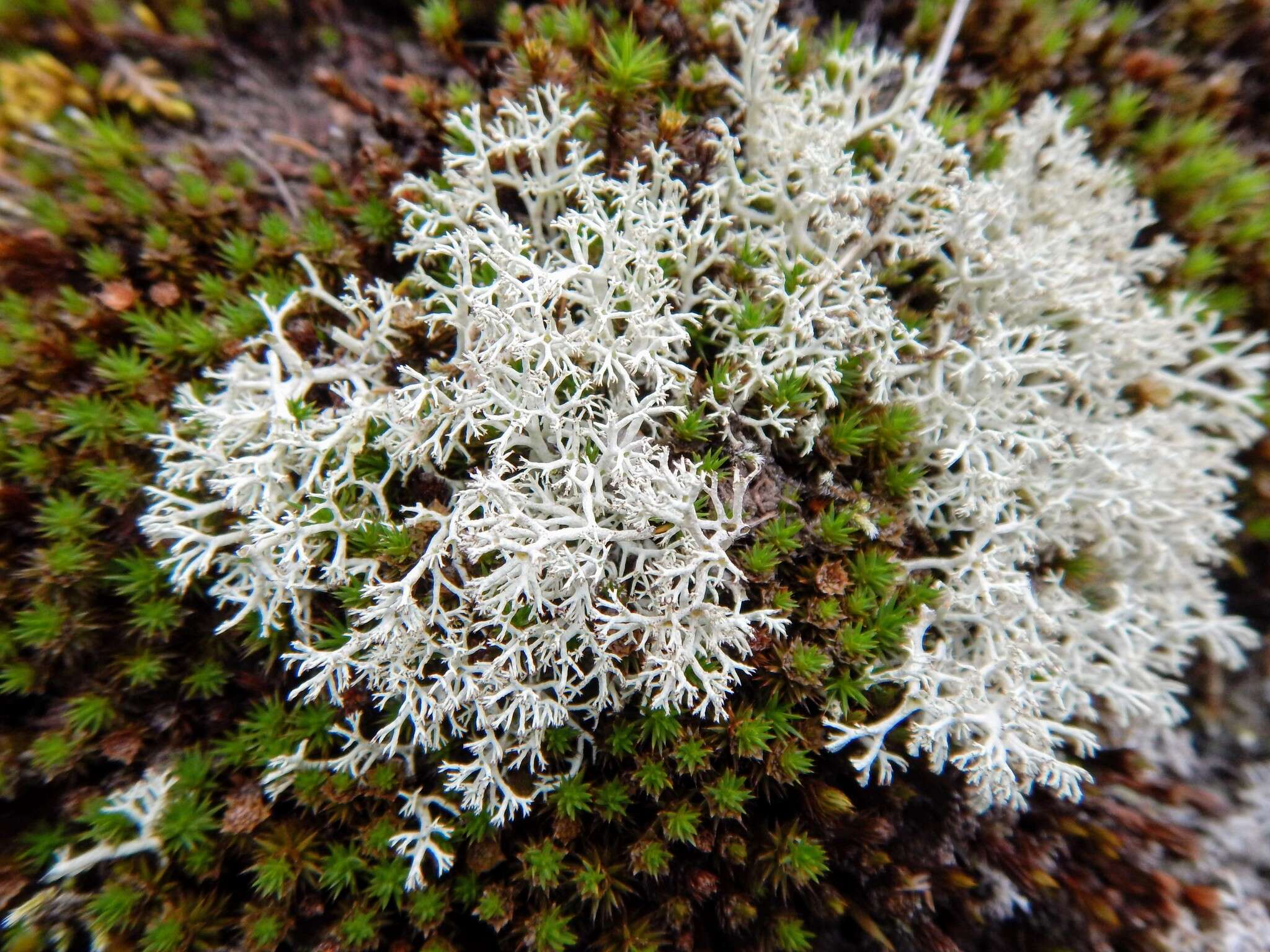 Image of reindeer lichen