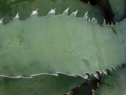 Agave xylonacantha Salm-Dyck resmi