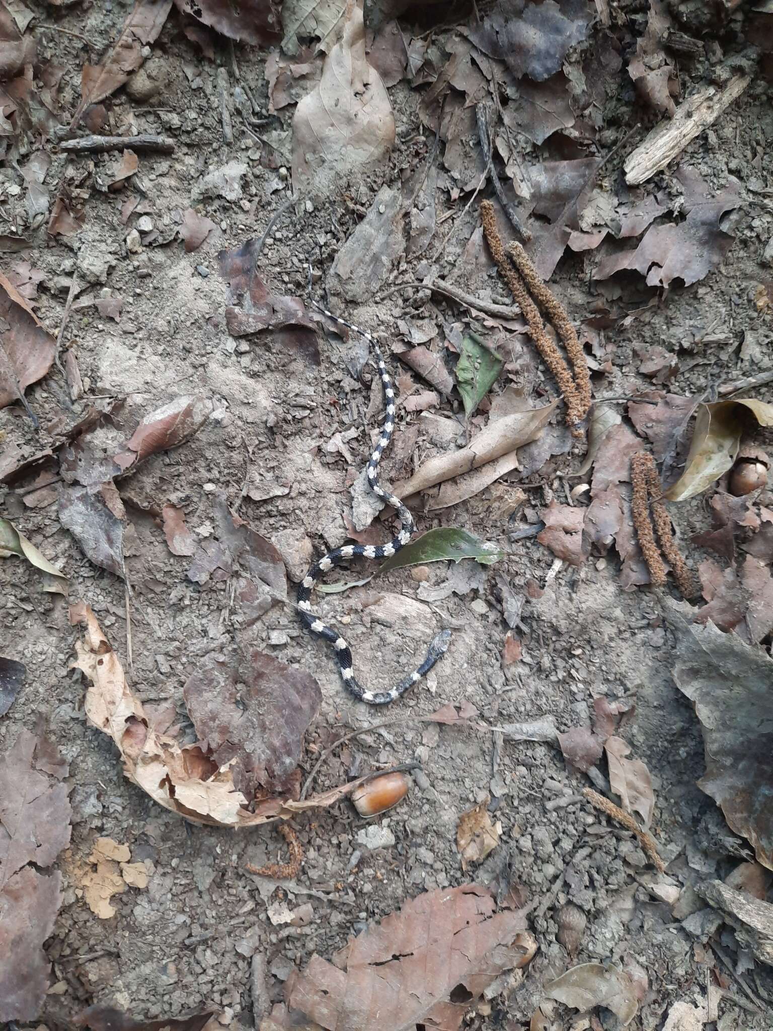 Image of Banded Wolf Snake