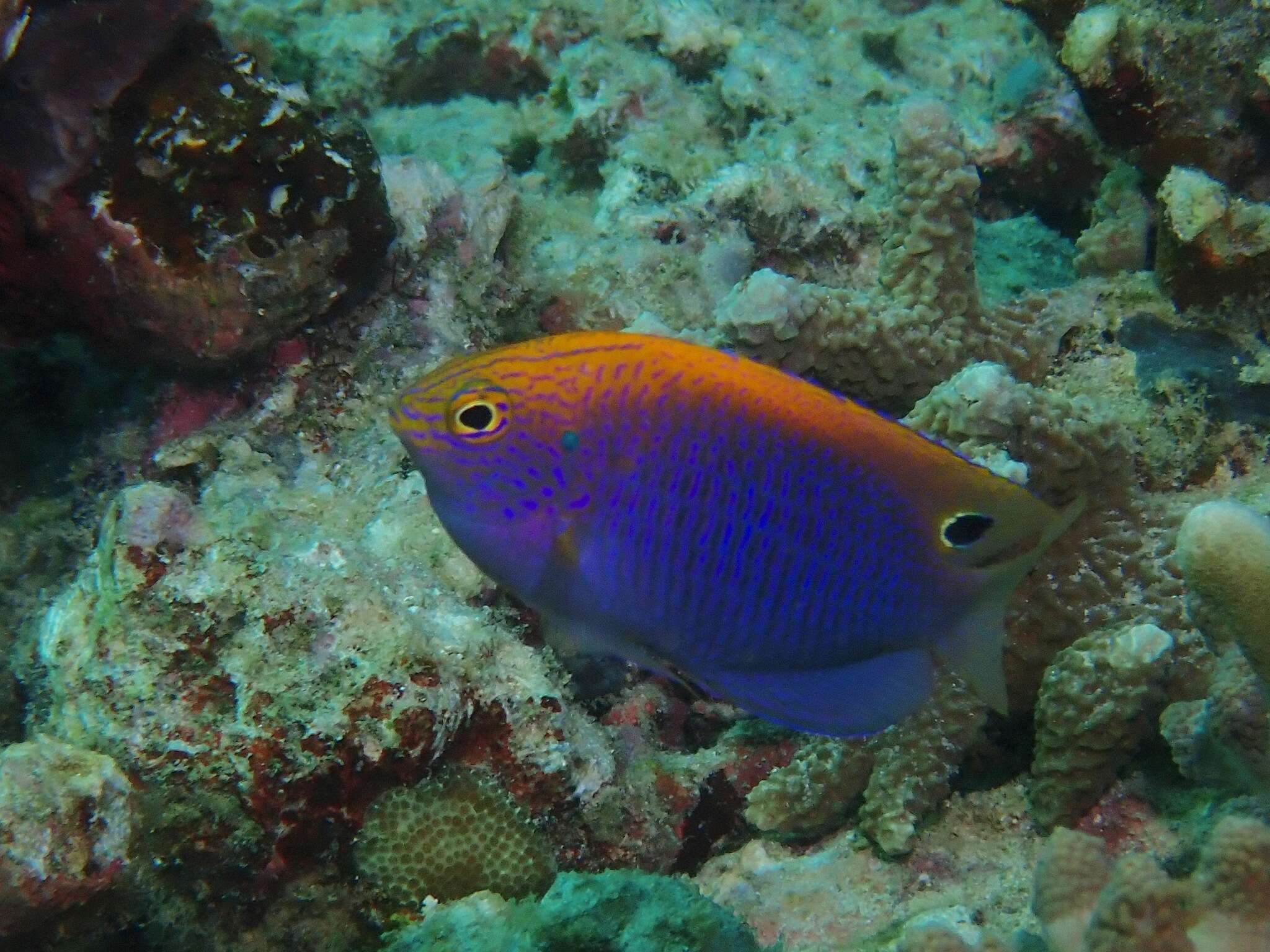 Image of Ocellate damselfish