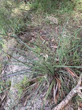 Image of Xanthorrhoea minor subsp. minor