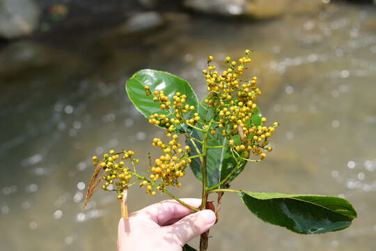 Plancia ëd Ehretia acuminata (DC.) R. Br.