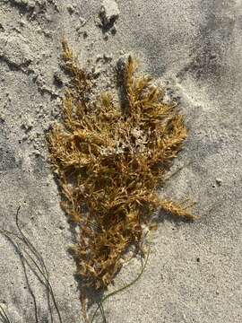 Imagem de Sargassum horneri