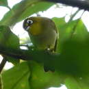 Image of Pearl-bellied White-eye