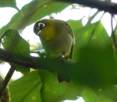 Image of Pearl-bellied White-eye