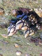 Image of goose neck barnacle