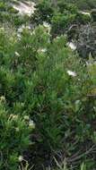 Image of Bush Maerua