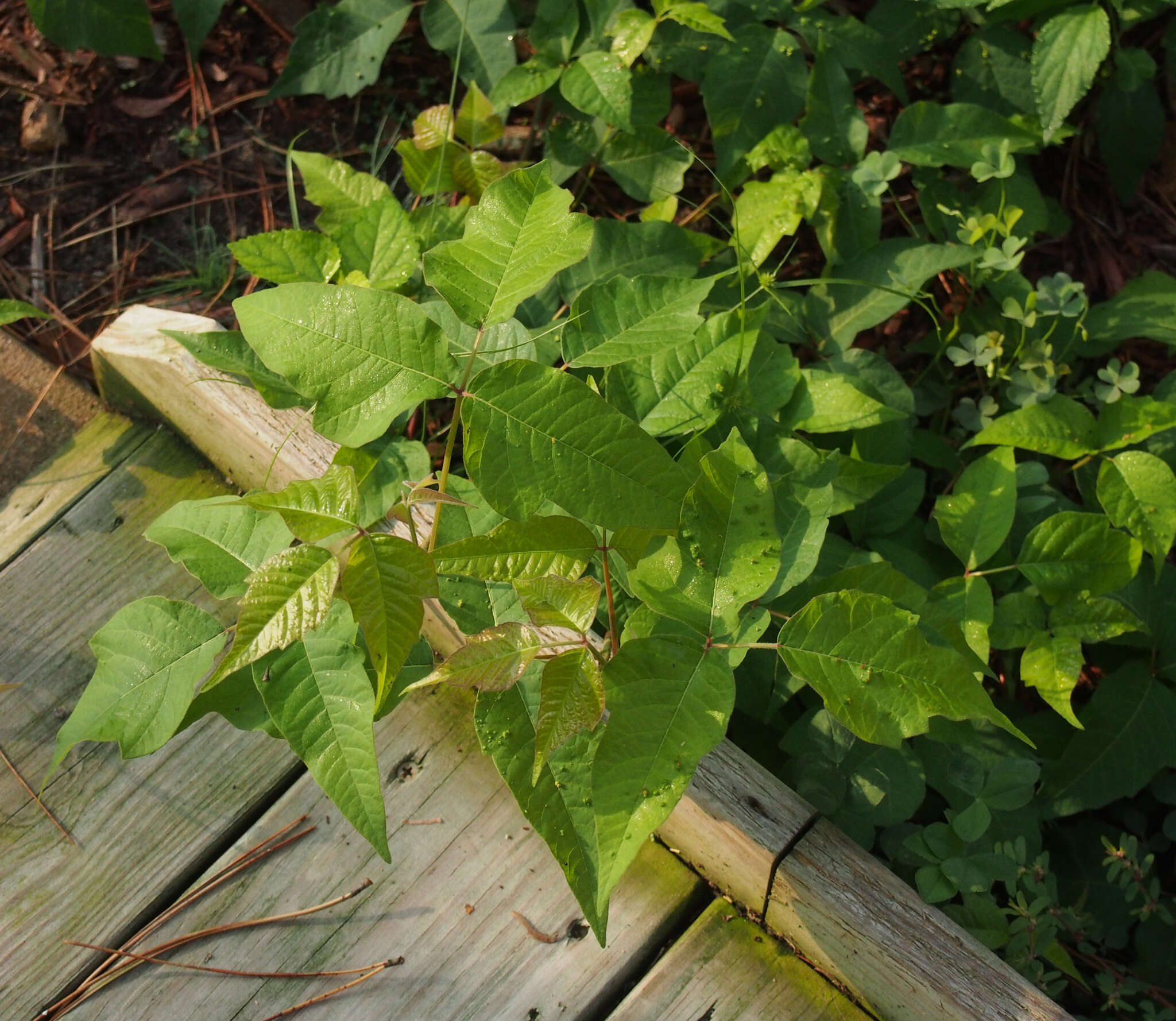 Image of eastern poison ivy