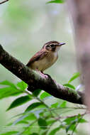 Image of Stub-tailed Spadebill