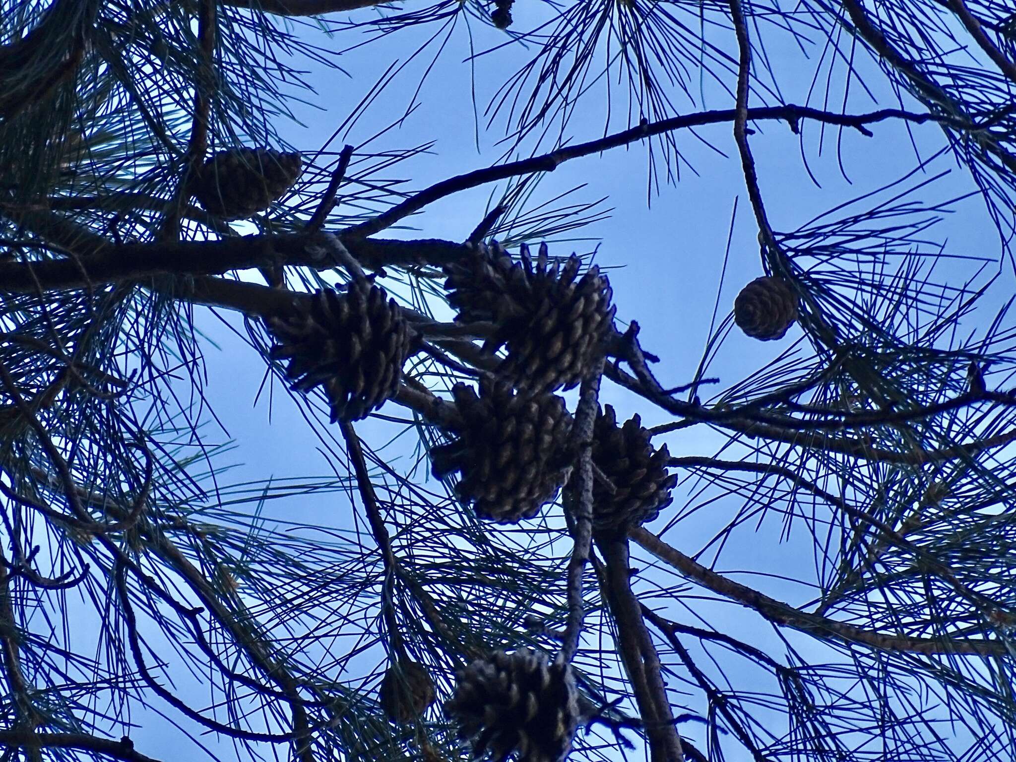 Image of Chihuahua Pine