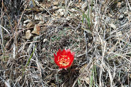 Image of Echinopsis tiegeliana (Wessner) D. R. Hunt