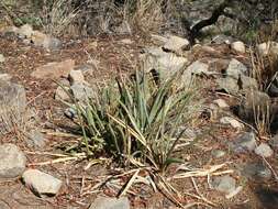 Image of Sansevieria aethiopica Thunb.