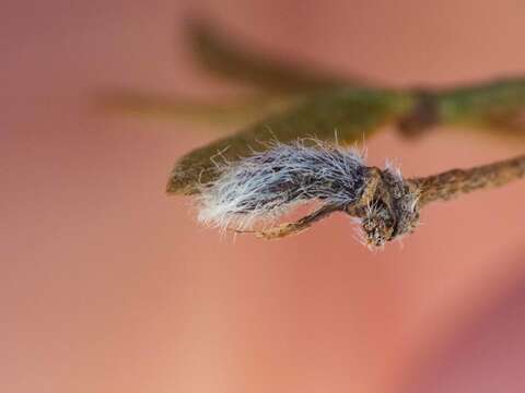 Image of Asphondylia florea Gagne 1990