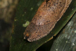 Image of Ratnadvipia karui Raheem & Naggs 2006