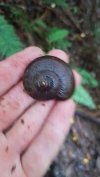 Image of Powelliphanta gilliesi (E. A. Smith 1880)