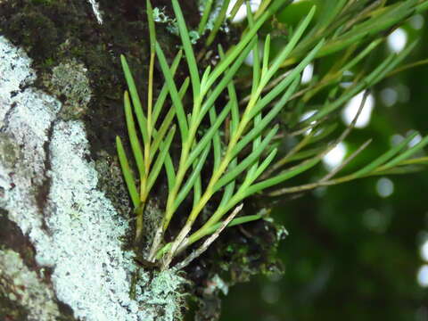 Plancia ëd Jacquiniella teretifolia (Sw.) Britton & P. Wilson