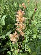 Imagem de Orobanche lutea Baumg.