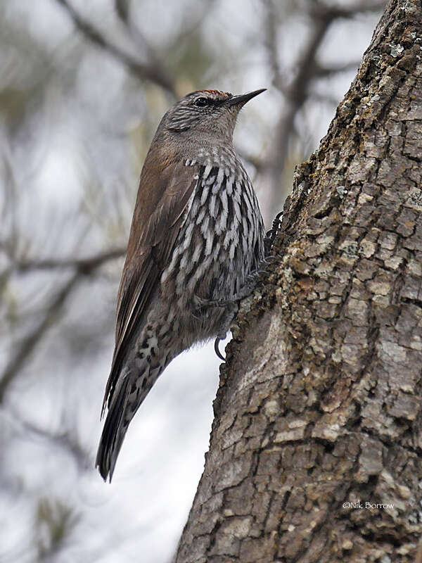 Sivun Climacteris affinis Blyth 1863 kuva