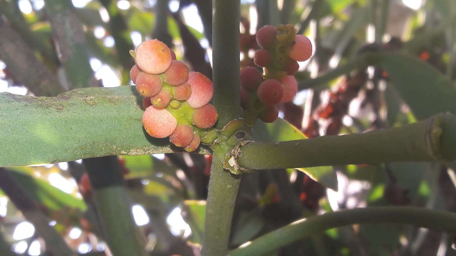 Image of Phoradendron carneum Urb.