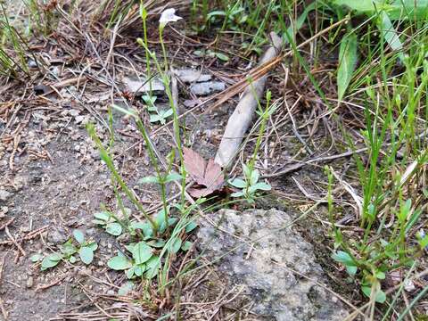 Image of Piedmont False Pimpernel